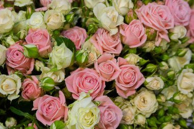 Krem ve pembe güller çeşitli arka plan. Düğün