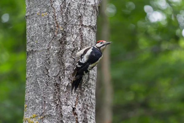 Pájaro carpintero en un árbol en un parque. Aves — Foto de Stock