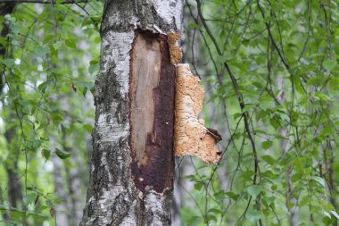 Parktaki beyaz huş ağacının üzerinde arınmış kabuğu olan huş ağacı. Doğa