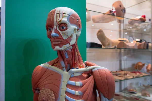 Figurína pro lidské vnitřní orgány, Figurína pro výcvik, detail usculární soustavy. Koncepce zdravotnictví — Stock fotografie