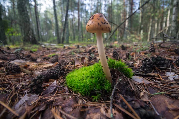 Cogumelo toadstool e musgo na floresta de verão. Natureza — Fotografia de Stock