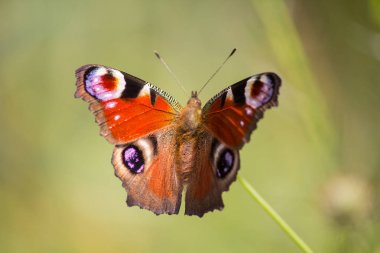 Tavus kuşu kelebek (Nymphalis IO, Avrupa tavus kuşu) bir plnat bir çayır üzerinde oturan