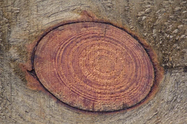 Textura de la madera con anillos anuales. Fondos y texturas — Foto de Stock