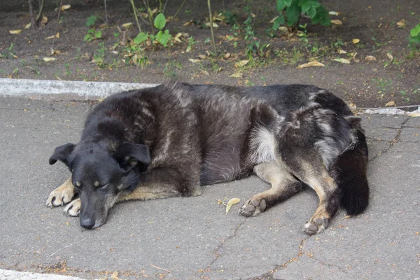 悲伤的狗躺在人行道上。宠物 — 图库照片