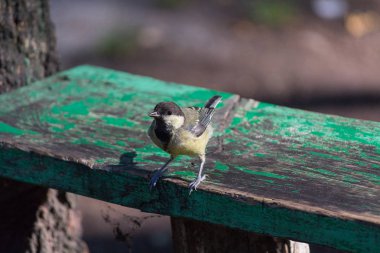 Büyük titmouse parkta ahşap bir bankta oturur. Kuş