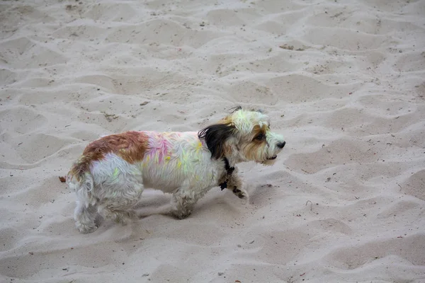 Perro está manchado con pintura multicolor en el festival de Holi. Animales. — Foto de Stock
