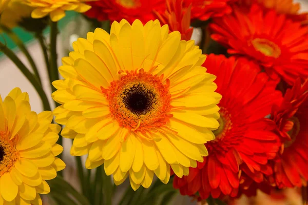 Beautiful yellow and orange asters closeup. Flowers — Stock Photo, Image