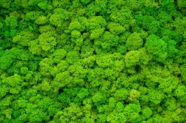 Bahçe dekorasyonu için yapay yeşil yosun duvar. Arka Planlar ve Dokular