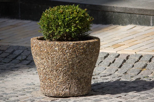 Plantas decorativas en una cama de piedra en el pavimento — Foto de Stock