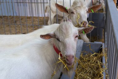 Keçiler çiftlikteki besleyicilerden yenir. Tarım