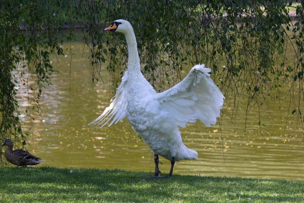 Hermoso cisne blanco en el lago. Aves — Foto de Stock