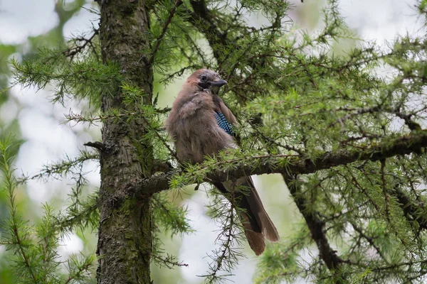 Jay está sentado en una rama en el bosque. Aves —  Fotos de Stock