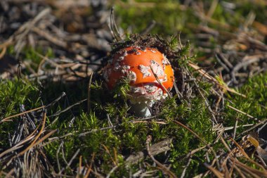 Sonbahar ormanında kuru otkırmızı amanita