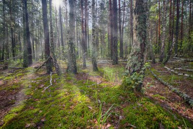 Yaprak döken orman güneşli bir günde yaktı. Doğa