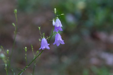 Bir orman glade yakın çekim üzerinde yağmur damlaları ile mor çan. Çiçek