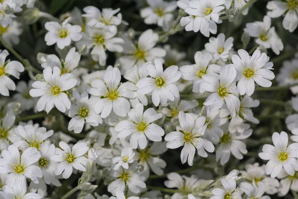 Beautiful white flowers on the bush. Natural background Royalty Free Stock Photos