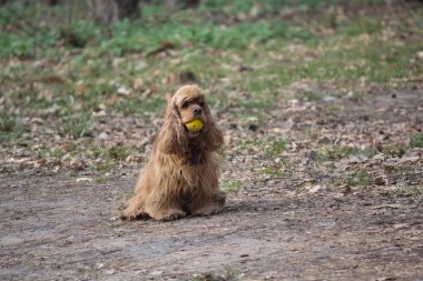 Spaniel parkta yürürken bir top ile. Köpek