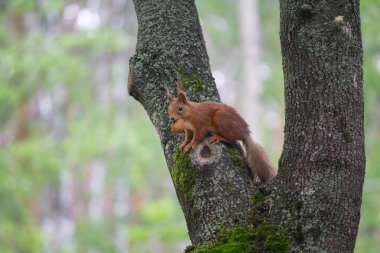 Squirrel on the tree is uhsptn walnut. Animals clipart