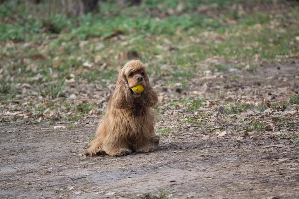 Spaniel with a ball on a walk in the park. Dogs — Stock Photo, Image