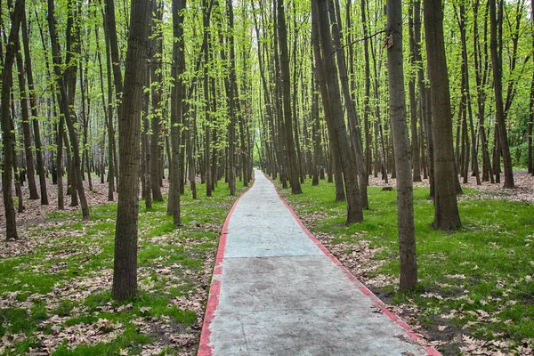 Biike camino pavimentado entre los árboles en el parque. Naturaleza — Foto de Stock