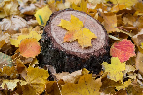 Caduto autunno foglie e ceppo. Sfondo naturale — Foto Stock