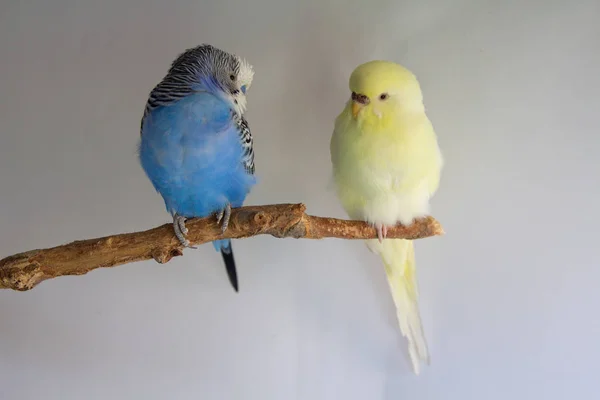 Dois dos papagaios ondulados sentam-se no galho. Aves — Fotografia de Stock