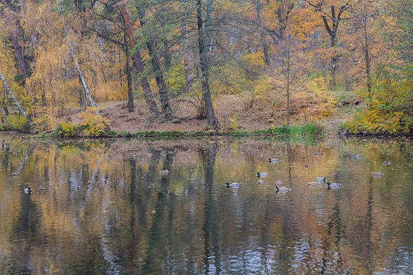 Вид на осеннее озеро с утками. Природа — стоковое фото