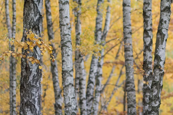 Los troncos blancos de los abedules contrastan con las hojas amarillas. Naturaleza — Foto de Stock