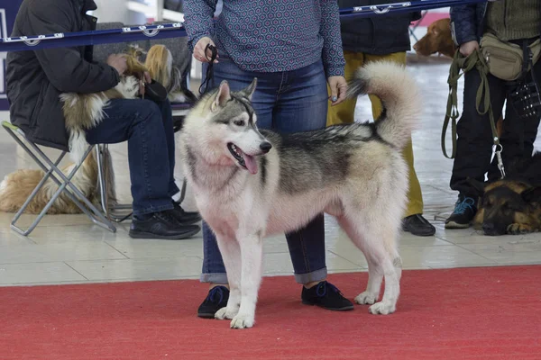 Purebred dog breed husky dog show. Animals — Stock Photo, Image