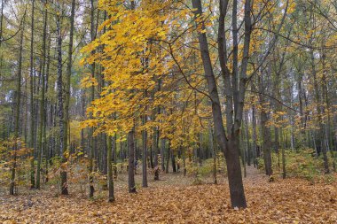Parkta altın yeşillikli sonbahar ağacı. Doğa