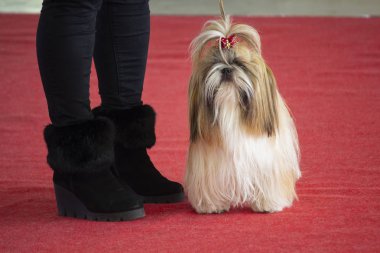 Sergi köpekler üzerinde güzel köpek ırkı Shi tsu. Hayvan