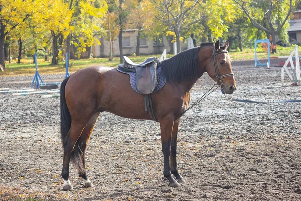 Cheval avec une selle sur l'hippodrome pendant l'entraînement. Animaux — Photo