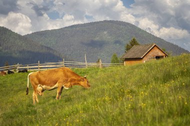 İnekler dağ vadisinde otluyor. Karpatlar, Ukrayna