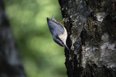 Sıvacı ağacın üzerinde oturan yiyecekleri ayıklar. Kuşlar