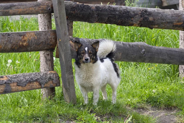 Bel cane del villaggio alla recinzione. Animali da compagnia — Foto Stock