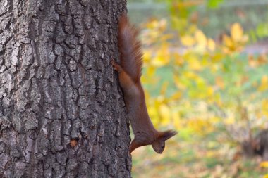 Kırmızı tüylü bir sincap parkta bir ağaç gövdesine tutunuyor. Hayvan.