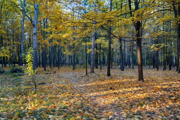 Sonbahar parkında güzel güneş ışınları. Doğa
