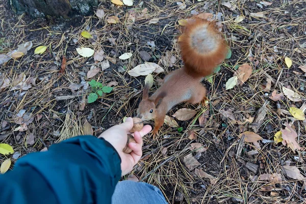 Parkta insan elinden fındık besleyen kırmızı sincap. Hayvan.