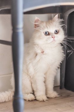 Beyaz İran kedisi farklı yerlerde oturuyor ve oynuyor.