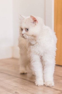 Kahverengi İran kedisi farklı yerlerde oturuyor ve oynuyor