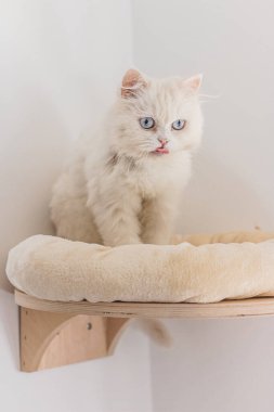 Beyaz İran kedisi farklı yerlerde oturuyor ve oynuyor.