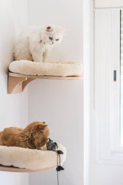 Kahverengi ve beyaz İran kedileri farklı yerlerde oturup oynuyorlar.