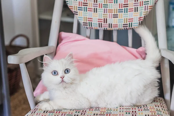 Beyaz İran kedisi farklı yerlerde oturuyor ve oynuyor.