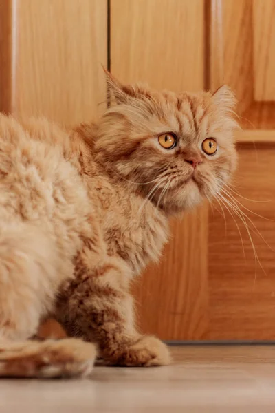 Pisica Persană Brună Care Stă Locuri Diferite Joacă — Fotografie, imagine de stoc