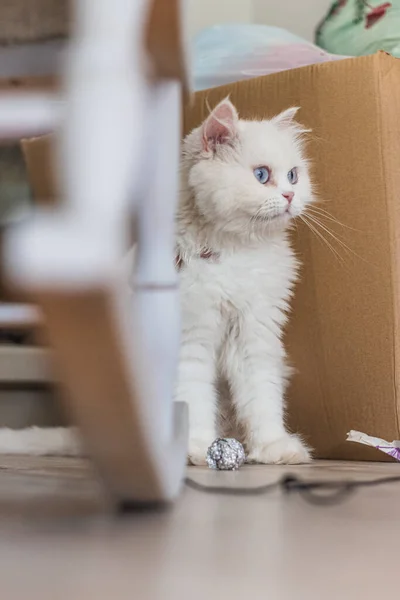 Beyaz İran kedisi farklı yerlerde oturuyor ve oynuyor.