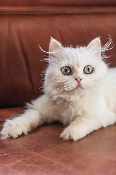 Beyaz İran kedisi farklı yerlerde oturuyor ve oynuyor.