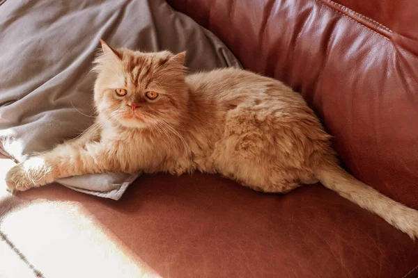 Pisica Persană Brună Care Stă Locuri Diferite Joacă — Fotografie, imagine de stoc