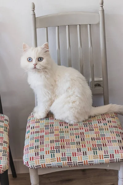Blanco Persa Gato Sentado Diferentes Lugares Jugando — Foto de Stock