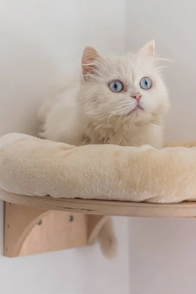 Blanco Persa Gato Sentado Diferentes Lugares Jugando — Foto de Stock