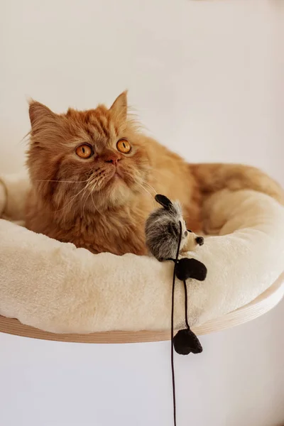 Kahverengi İran kedisi farklı yerlerde oturuyor ve oynuyor